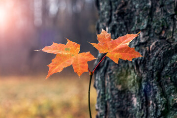 Orange maple leaves in the forest near a tree in sunny weather