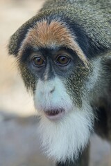 De Brazza´s Monkey 