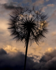 dandelion  - beautiful macro photography with sunset
