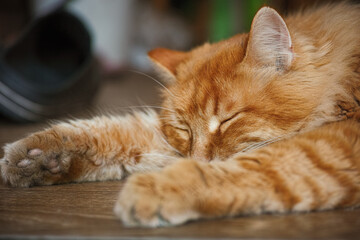 A ginger cat with dirty paws laying on a wooden floor in a hallway