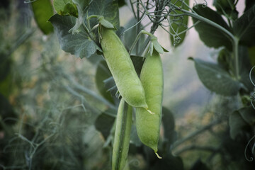 Green peas pods on a pea plant