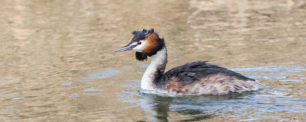 Ein Haubentaucher unterwegs auf der Glatt bei D&uuml;bendorf