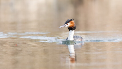 Ein Haubentaucher unterwegs auf der Glatt bei Dübendorf