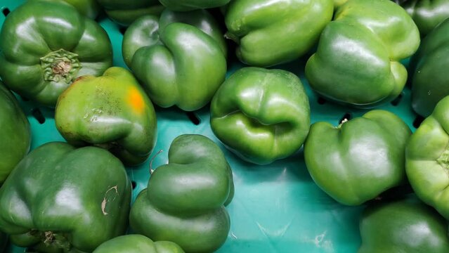 Round green peppers. It is also called Per&oacute;n and Ciruelo, they are cultivated in South America, Central America and Mexico.