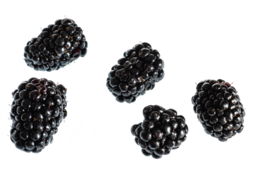 Fresh blackberry isolated on white background. Top view. 