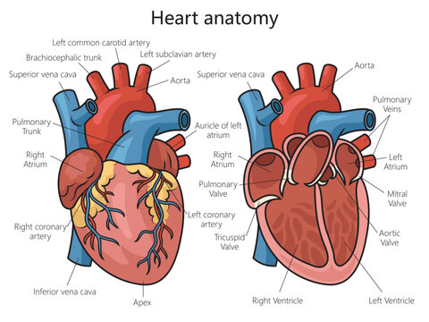 Human heart structure diagram schematic vector illustration. Medical science educational illustration