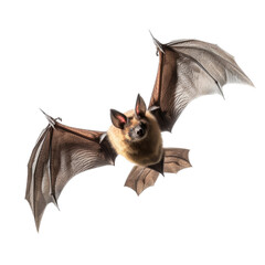 Obraz premium a Bat in-flight, in frontal view in a transparent PNG Nature-themed, photorealistic illustration. Generative ai