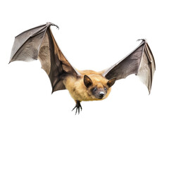 Obraz premium a Bat in-flight, in frontal view in a transparent PNG Nature-themed, photorealistic illustration. Generative ai