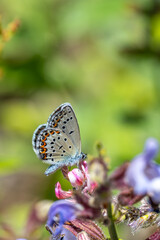 Lycaenidae / Doğulu Esmergöz / Eastern Brown Argus / Plebejus carmon