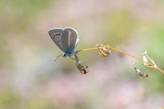 Lycaenidae / &Ccedil;okg&ouml;zl&uuml; İfigenya / / Polyommatus iphigenia