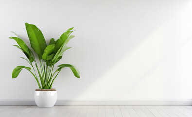 plant in a vase in empty room with white wall and sunlight, product presentation concept