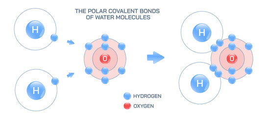 The polar covalent bonds of water. Weakly positive and negative planetary model of water molecule. Structural and molecular formula of water molecule vector illustration. Molecular structure of water.