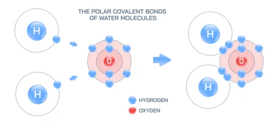 Fotobehang The polar covalent bonds of water. Weakly positive and negative planetary model of water molecule. Structural and molecular formula of water molecule vector illustration. Molecular structure of water. © Anshuman