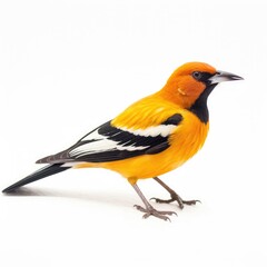 Naklejka premium Altamira oriole bird isolated on white. Generative AI