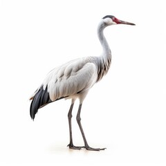 Obraz premium Common crane bird isolated on white. Generative AI