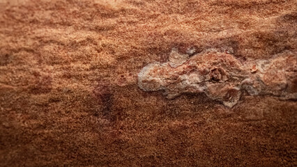 macro photo of dried cinnamon tree bark