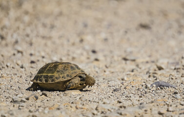 Agrionemys horsfieldii Central Asian tortoise crawls on the Kazakh steppe, sunny summer day in the desert