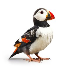 Naklejka premium Horned puffin bird isolated on white. Generative AI