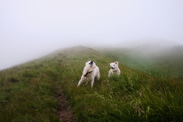 Fototapeta premium Funny dogs playing with each other in the mountain clouds.