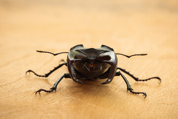 Macro shot of stag beetle (Lucanus cervus) on the wooden background during sunny day. Endangered species of giant stag beetle