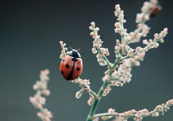 ladybug beetle on flowering branch
