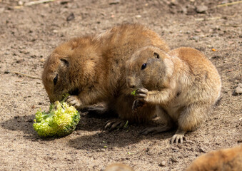 Hungry black tailed prairie dogs tucking into their vegetables