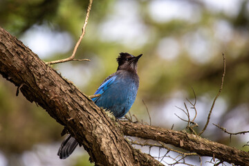 Steller's Jay (Cyanocitta stelleri) - Vibrant Blue Jay Perched on a Branch