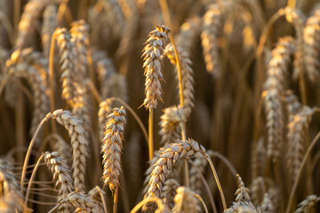 Wheat field in Ukraine at the sunset time