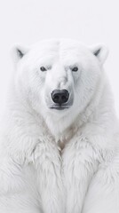 Enigmatic White Siberian Bear Poster on White Backdrop AI Generated