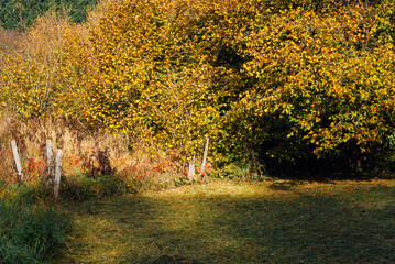 Un pré en automne. Prairie automnale. Arbustes en automne. Campagne pendant l'automne. Arbuste orange et jaune
