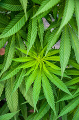 healthy cannabis leaf variant