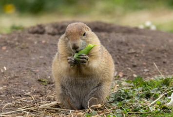 Hungry black tailed prairie dogs tucking into their vegetables