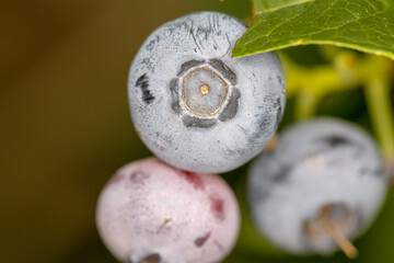 Summer garden, blueberry, red currant, white currant