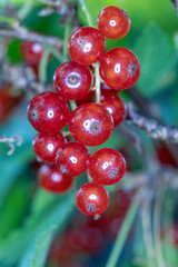 Summer garden, blueberry, red currant, white currant