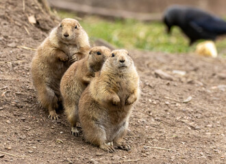 Family group of prairie dogs huddled together