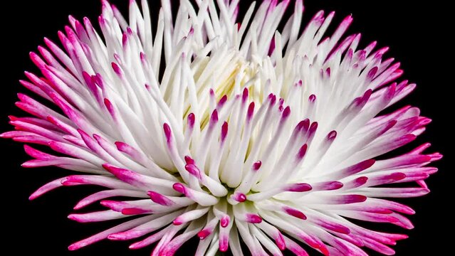Bellis White Flower Blooming in Time Lapse on a Black Background. Spring Bellis Perennis as Garden Plant. Daisies Bloom with Leaves, Isolated. Marguerite 