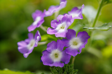 Fototapeta na wymiar purple flower in the garden