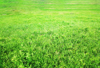 Obraz na płótnie Canvas Vibrant summer green grass background