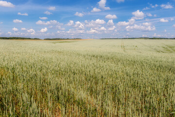 landscape with wheat field in summer day
