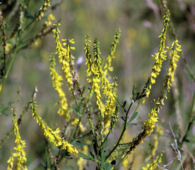Melilot officinalis, ribbed melilot (Melilotus officinalis) blooms in nature