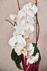 A garland of white orchid flowers. Close-up