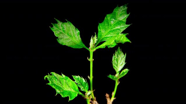 Tree Sapling Bud Bursting Open, Leaves Growing Time Lapse Close up on a Black Background. Oak Tree Spring Grow. Beautiful Nature, Symbolizing Life Cycles, New Ideas, Spring New Life Beginnings