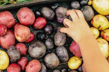 the child's hand reaches for a multi-colored fresh potato