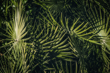 Palm backrgound. Tropical Palm leaves