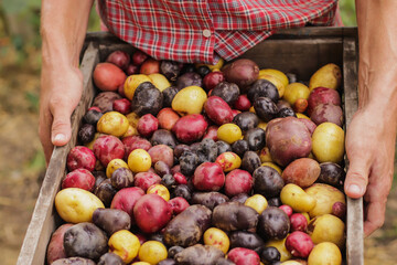 male farmer holding a box of colored potatoes close-up selective focus, harvest of colorful potatoes