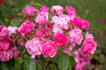 Beautiful pink roses bush in summer garden