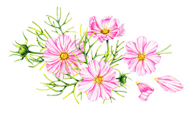 Cosmos flowers bouquet isolated on a white background
