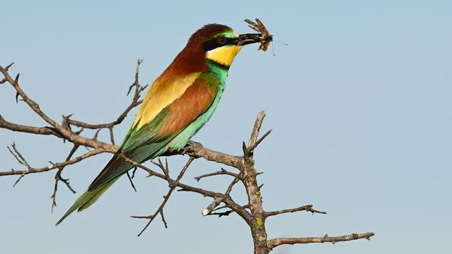 European bee eater Merops apiaster. The bird is sitting on a branch with a butterfly in its beak. Close up.