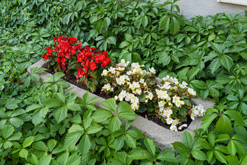 Red White Flowers on Flower Bed