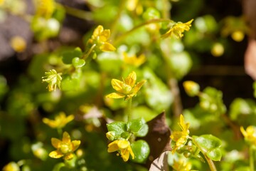 Flowers of Saxifraga cymbalaria